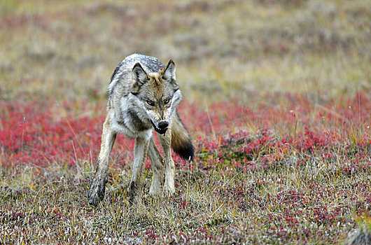 强势,狼,苔原,德纳里峰国家公园,秋天,室内,阿拉斯加