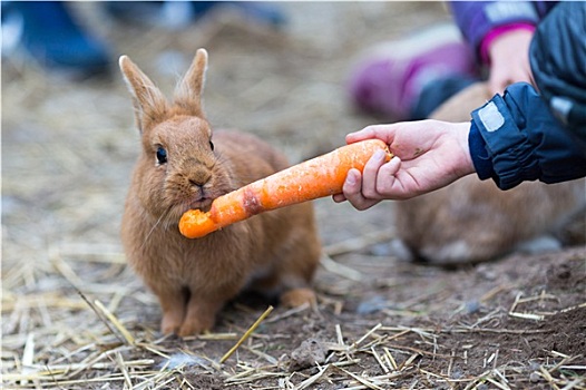 男孩,喂食,兔子