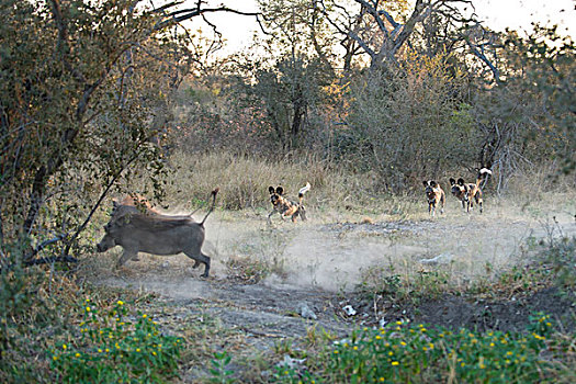 非洲野狗,非洲野犬属,追逐,疣猪,北方,博茨瓦纳