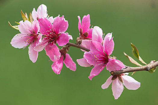 桃花,粉色