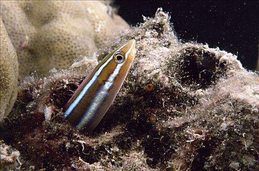 蓝色条纹,黏鱼,昆士兰,澳大利亚