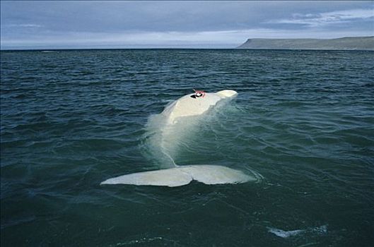 白鲸,潮汐,加拿大西北地区,加拿大
