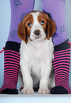 爱尔兰,红色,白色,塞特犬,小狗,8星期大,坐,腿,紫色,条纹,长袜,棚拍,奥地利,欧洲