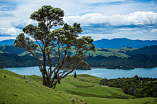 新西兰,北岛,风景,树