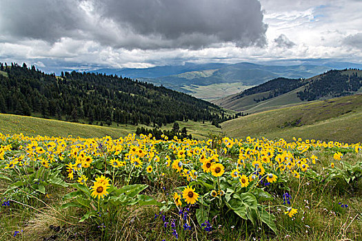 春季野花,山,国家,野牛,靠近,蒙大拿,美国