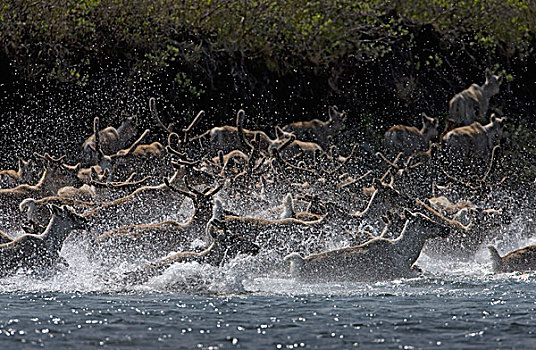 北美驯鹿,驯鹿属,牧群,河,夏天,迁徙,北极国家野生动物保护区,阿拉斯加