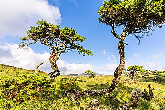 風,本土動植物,樹,石南,石南科灌木,云,攀升,背景,皮庫島,亞速爾群島,葡萄牙
