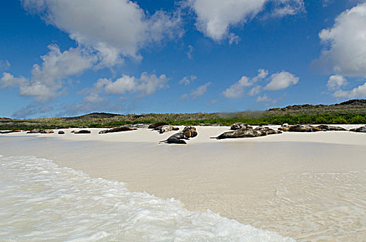 海狮,海狮科,白沙滩,西班牙岛,加拉帕戈斯