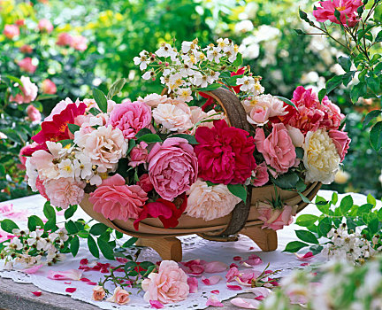 英式花园,篮子,玫瑰,白色,床