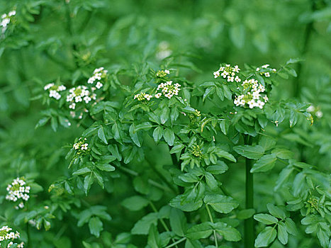 花,豆瓣菜