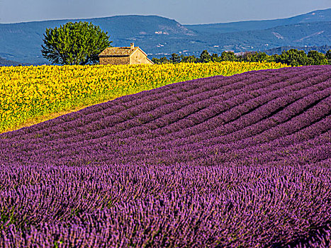 法国,普罗旺斯,老,农舍,地点,薰衣草,向日葵