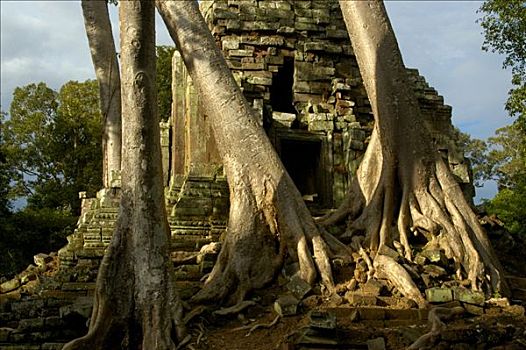 高棉,庙宇,大,树,吴哥窟,收获,柬埔寨