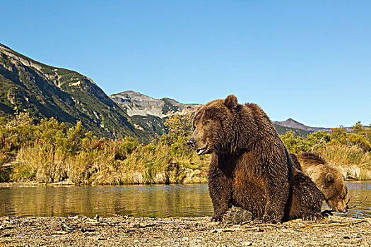 美国,阿拉斯加,卡特麦国家公园,大灰熊,母熊,幼兽,棕熊,休息,室外,三文鱼,河流,湾