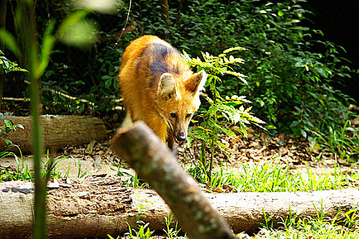 狐狸,动物园,亚洲