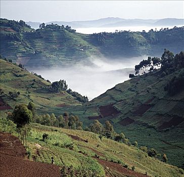 薄雾,搂抱,仰视,山谷,早晨,漂亮,西南方,乌干达,卢旺达,一个,人,人口,非洲,英寸,富饶,火山,陆地,耕作