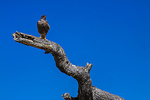 苍鹰,埃托沙国家公园,纳米比亚,非洲