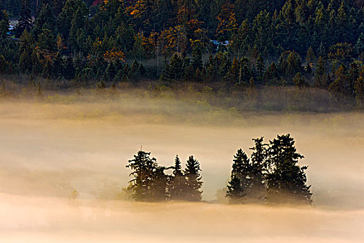 加拿大,不列颠哥伦比亚省,树顶,雾