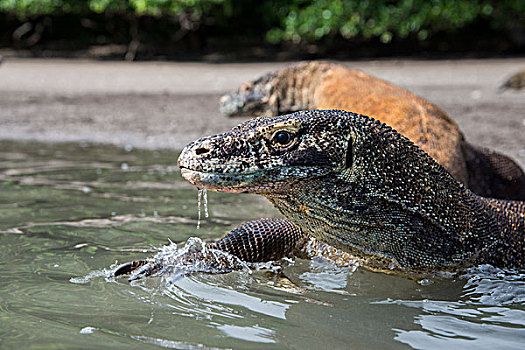 印度尼西亚,林卡岛,科莫多国家公园,特写,科摩多巨蜥,水中,画廊