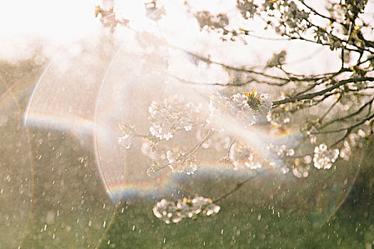 花,樱桃树,春天,太阳,雨