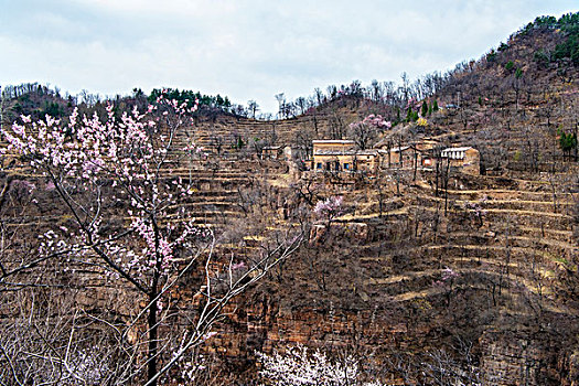 太行山,山村,悬崖,民居,杏花,春天