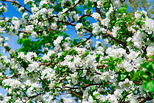 许多,白花,苹果树,春天,果园