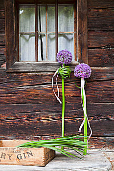 喜庆,安放,紫色,葱属植物,正面,乡村,木屋