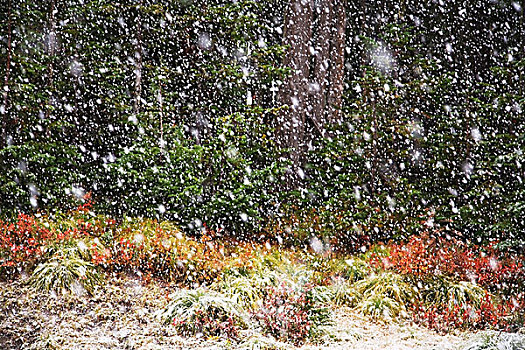 雪,落下,树林,俄勒冈,美国