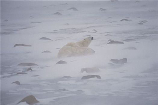 北极熊,一对,暴风雪,丘吉尔市,曼尼托巴,加拿大