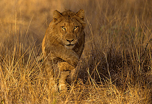年轻,狮子,克鲁格国家公园,南非,非洲
