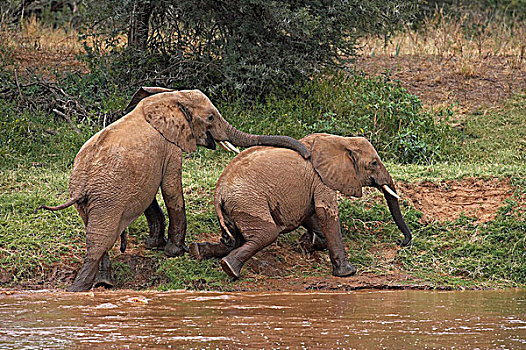 非洲象,幼兽,玩,靠近,河,马赛马拉,公园,肯尼亚