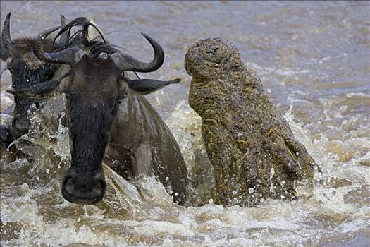 尼罗鳄,攻击,蓝角马,角马,马赛马拉国家保护区,肯尼亚