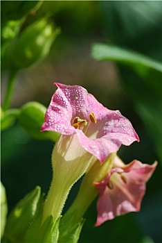 花烟草