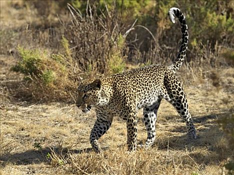 豹,桑布鲁野生动物保护区,肯尼亚