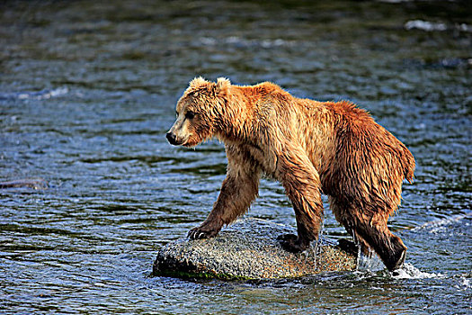 大灰熊,棕熊,成年,岩石上,水,布鲁克斯河,卡特麦国家公园,保存,阿拉斯加,美国,北美