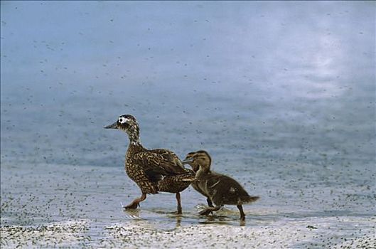 鸭子,鸭属,两个,小鸭子,海岸线,濒临灭绝,夏威夷