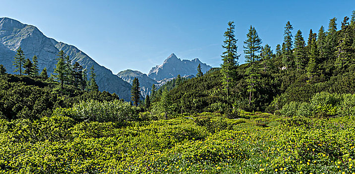 黄色,万寿菊,花,草地,风景,瓦茨曼山,国家公园,贝希特斯加登地区,上巴伐利亚,巴伐利亚,德国,欧洲