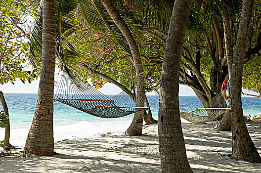 吊床,悬挂,棕榈树,马尔代夫,印度洋