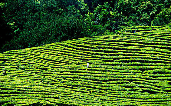 茶园采茶