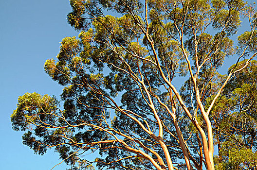 橡胶树,靠近,澳大利亚