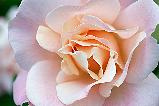 玫瑰花,粉色