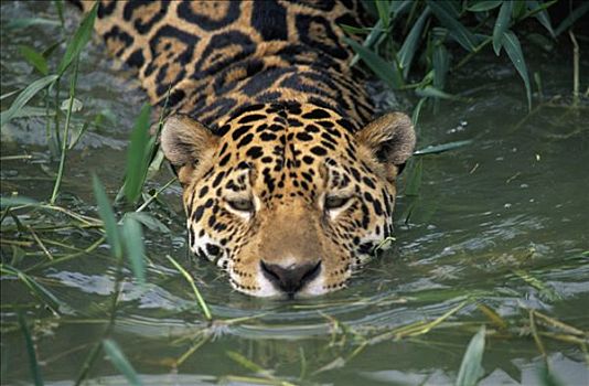 美洲虎,美洲豹,游泳,水中,法属圭亚那