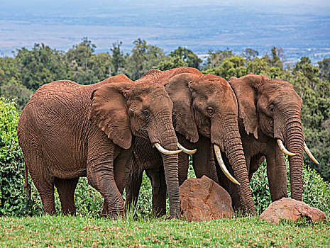 肯尼亚,中心,大象,浇水,树林,林间空地