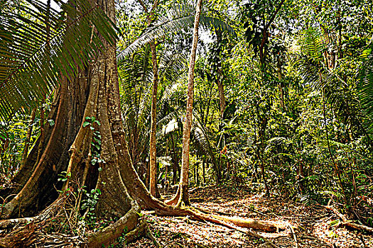 危地马拉,蒂卡尔国家公园,雨林