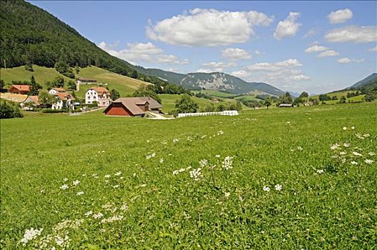 草地,山峦,农场,乡村,靠近,伯尔尼,瑞士,欧洲