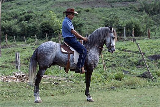 高卓人,骑,种马,哥斯达黎加,南美