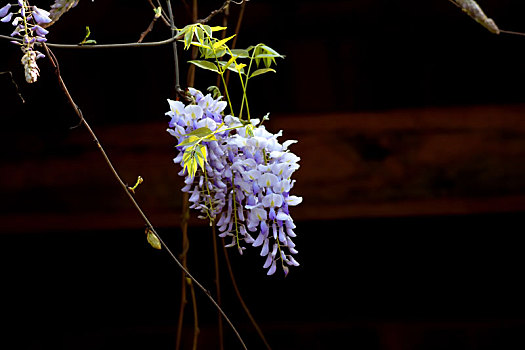 紫藤花特写