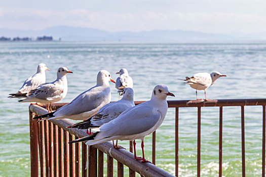 海埂公园红嘴鸥