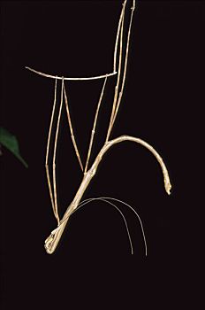 竹节虫,模仿,细枝,哥伦比亚