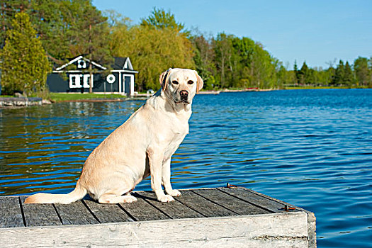 黄色拉布拉多犬,狗,码头