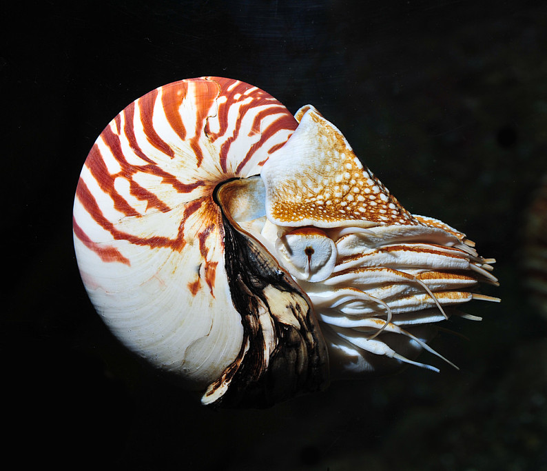 鹦鹉螺科唯美图片